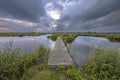 Wooden footbridge in wetland nature reserve