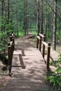 Wooden footpath in the forest