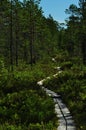 Wooden footpath in the Northern coniferous forest.