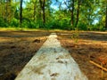 Wooden footpath in oak forest Royalty Free Stock Photo