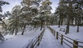 Wooden footpath in the snowy coniferous forest. Covered in snow pine trees in forest. Winter landscape Royalty Free Stock Photo