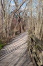 A wooden footpath in the woods in the springtime Royalty Free Stock Photo