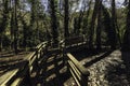 Wooden footway with handrails surrounded by greenery in a forest under the sunlight at daytime