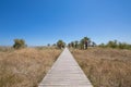 Wooden footway in nature towards palm trees Royalty Free Stock Photo