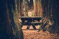 Wooden Forest Bench Between Redwood Forest Royalty Free Stock Photo