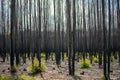 Wooden after a forest fire in South Africa