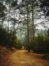 Wooden forest mountain landscape with high trees and green nature background. Outdoors national park view scenic place. Off road Royalty Free Stock Photo