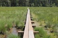 Wooden forest walking path through a swamp