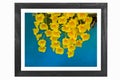 Wooden frame of beautiful yellow dendrobium lindleyi orchid flowers Royalty Free Stock Photo