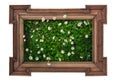 Wooden frame with daisies flowers green grass lawn Royalty Free Stock Photo