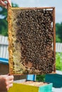 Wooden frame with honeycombs and beers in the hands of the beekeeper Royalty Free Stock Photo