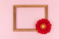 Wooden frame with red flowers gerbera on pastel pink background, copy space. Spring greeting card. Valentine`s day