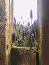 From the wooden frame, there are purple lavender bushes.