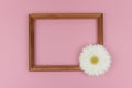 Wooden frame with white flower gerbera on pastel pink background, copy space. Spring greeting card. Valentine`s day