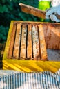 Wooden Frames of the Beehives of a Bee Colony Hanging in a Row Royalty Free Stock Photo