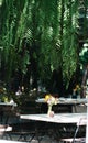 Wooden furniture in the garden against the backdrop of a fire on the patio. Among the branches of the bush stands a wooden table Royalty Free Stock Photo