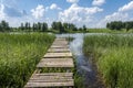 Wooden gangplank on a forest lake in summer