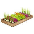 Wooden garden bed with growing vegetables: lettuce, onion, calendula. Royalty Free Stock Photo