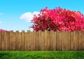 Wooden garden fence at backyard and bloom tree in spring