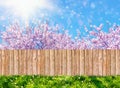 Wooden garden fence at backyard and blooming tree in spring Royalty Free Stock Photo