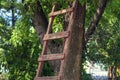 Wooden garden ladde leaning against a tree in the Park. Pruning gardening high tree concept. ladder cut and rip prun branch home