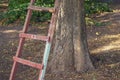 Wooden garden ladder leaning against a tree in the Park. Down view