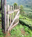 Wooden gate opening onto tea farm