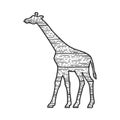 Wooden giraffe animal silhouette sketch vector Royalty Free Stock Photo