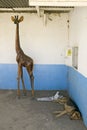 Wooden Giraffe looks over sleeping dog on the way to the Great Rift Valley, Kenya, Africa