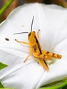 A wooden grasshopper perched on a white lily leaf Royalty Free Stock Photo