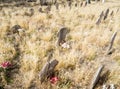 Wooden grave markers Royalty Free Stock Photo