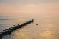 Wooden groins with a lot of sleeping seagulls Laridae in the sunrise