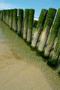 Wooden groynes at the beach in Zeeland, Holland