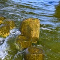 Wooden groynes covered with yellow-green algae