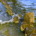 Wooden groynes covered with yellow-green algae