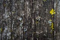 Wooden grunge bark texture with growths