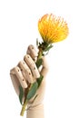 Wooden hand holding a flower, yellow Pin cushion, closeup on white background