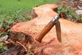 Wooden handle knife stuck on the tree stump.