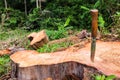 Wooden handle knife on the tree stump.