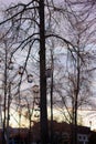 A wooden handmade small birdhouse on top of a dark leafless tree against a clear blue sky during a sunset. A ferris wheel is on