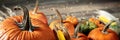 Wooden Harvest Table / Floor With Pumpkins Corncobs And Gourds Royalty Free Stock Photo