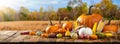 Wooden Harvest Table With Pumpkins Corncobs Gourds And Apples Royalty Free Stock Photo