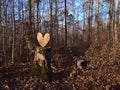 Wooden heart cut out of an old tree trunk in a forest in Stuttgart, Germany in winter with bare trees and foliage on the ground. Royalty Free Stock Photo