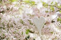 Wooden Heart In Spring With Blossom