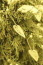 Wooden hearts on a branch of thuja in winter. Selective focus vertical photo, toning Illuminating, trend 2021