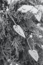 Wooden hearts on a branch of thuja in winter. Selective focus vertical photo, toning Ultimate Gray, trend 2021