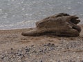 A wooden hedgehog on a seashell beach Royalty Free Stock Photo