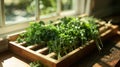 A wooden herb drying rack p on a sunny windowsill beautifully showcasing an array of dried herbs such as mint dill and