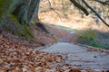 Wooden hiking path in a beautiful old forest in early spring. Wooden boardwalk in a forest preserve in early spring Trails for Royalty Free Stock Photo