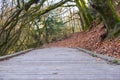 Wooden hiking path in a beautiful old forest in early spring. Wooden boardwalk in a forest preserve in early spring Trails for Royalty Free Stock Photo